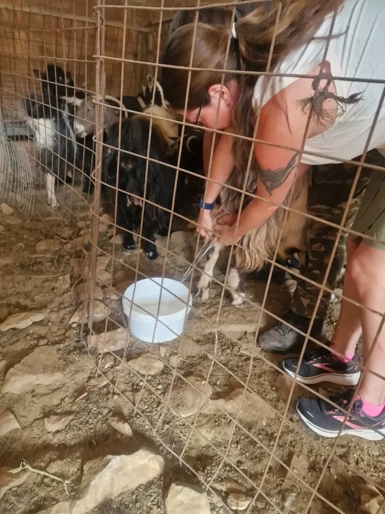 Milk the sheep in Arevitis Farm!