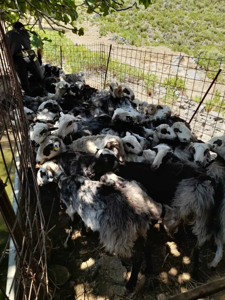 traditional sheep shearing in Arevitis Farm begun!