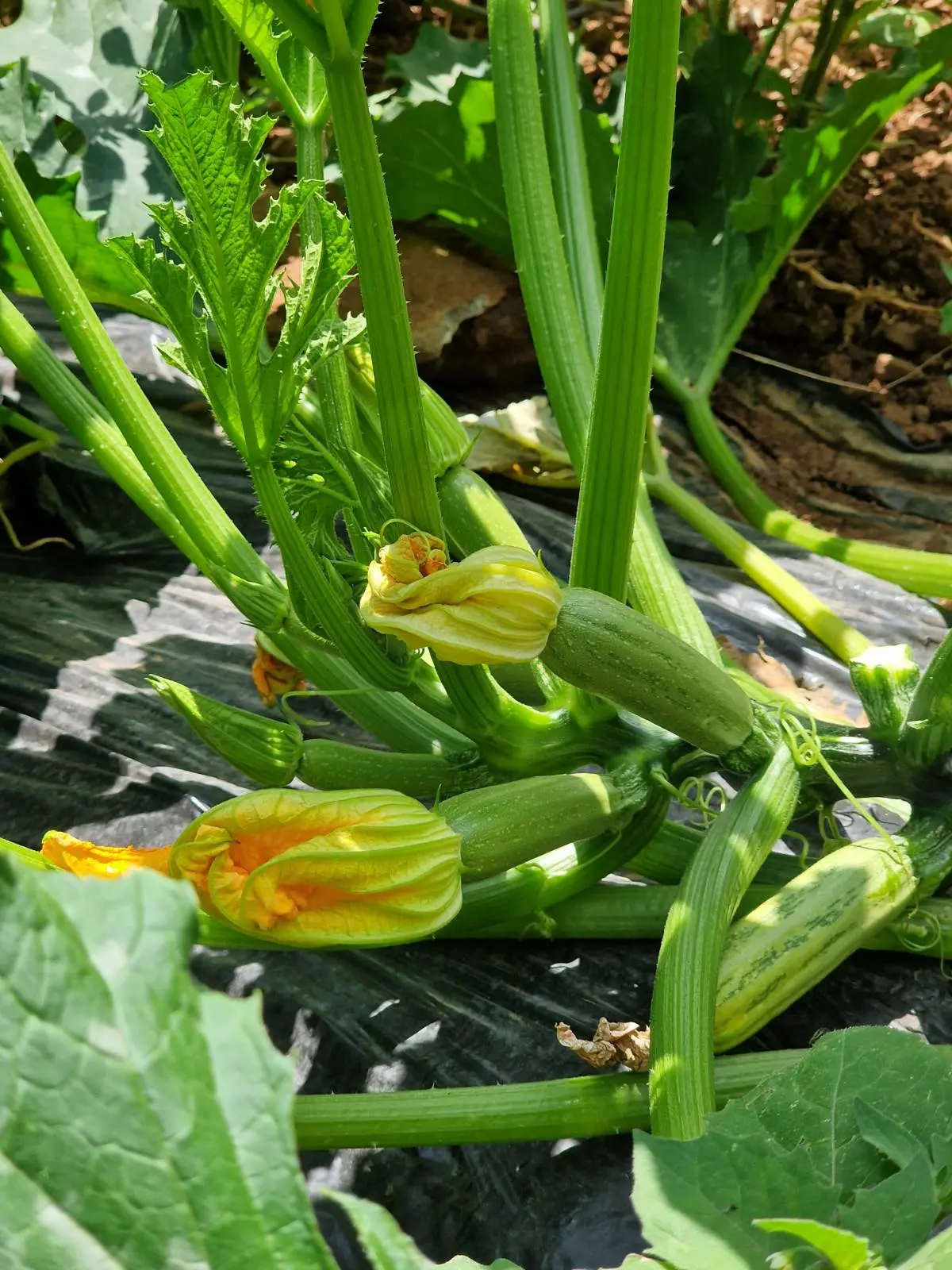 Cretan Zucchini!