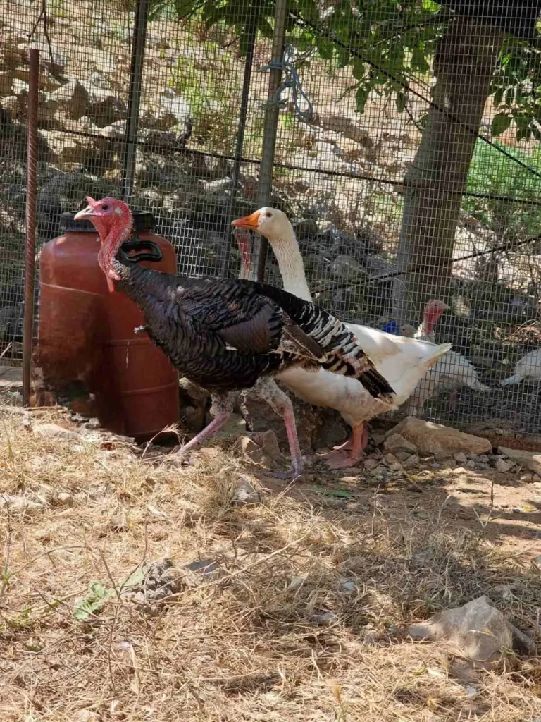 Animals in Arevitis Farm! Meet them!