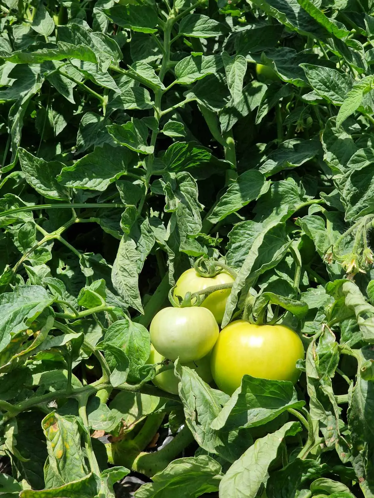 Tomatoes in Arevitis Farm! Waiting be red. agricultural life in chania