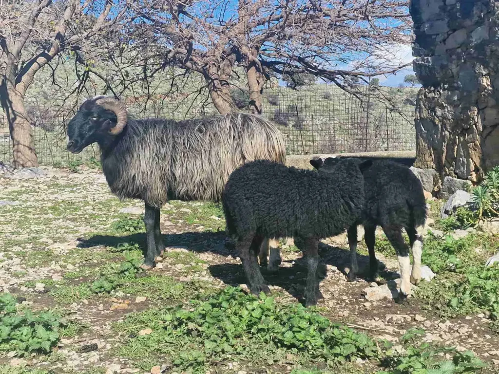 Always listen your mommy! Meet our cute sheeps in Arevitis farm. In vafes village apokoronas chania crete