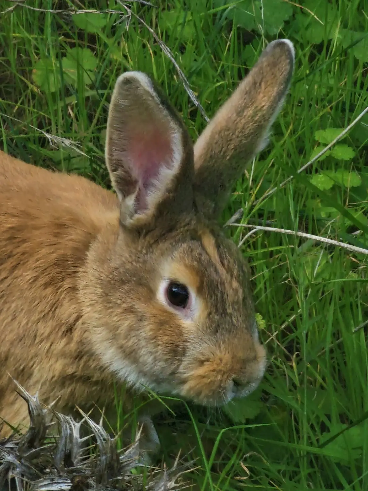 Rabbits in arevitis farm