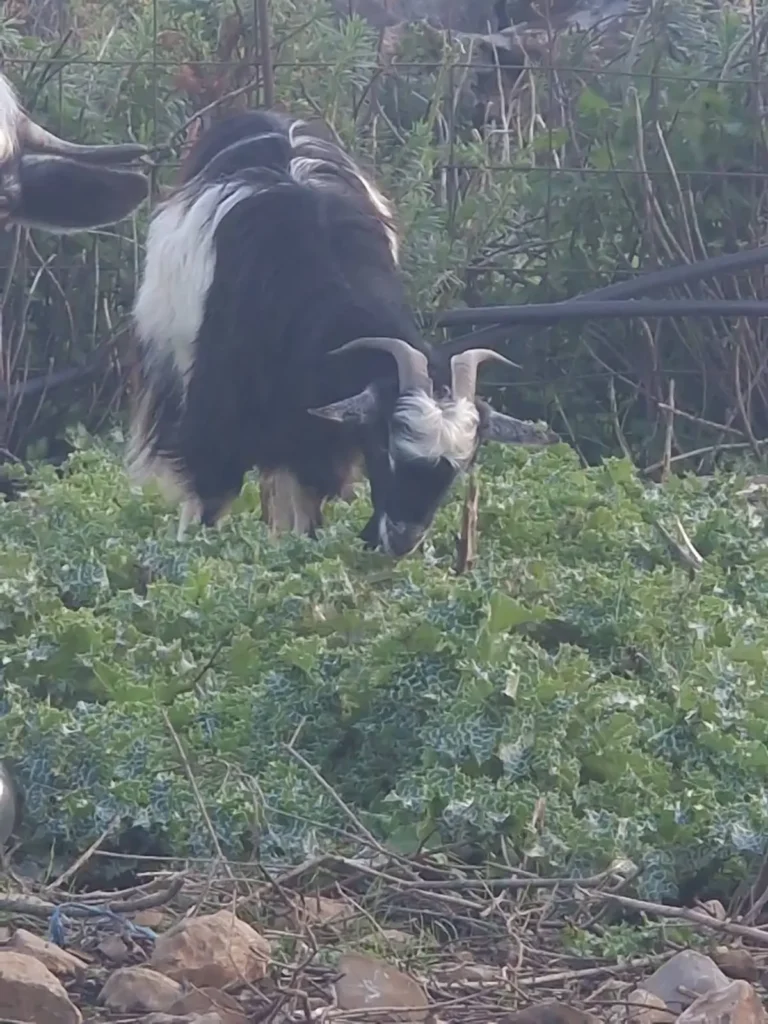 Goat grazing at Arevitis Farm, Crete