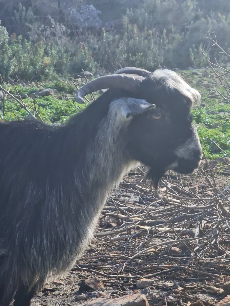 Male goat in our farm! Arevitis Farm . Visit our farm