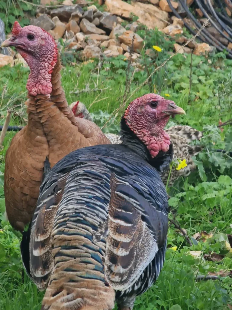 Farm animals - Turkeys