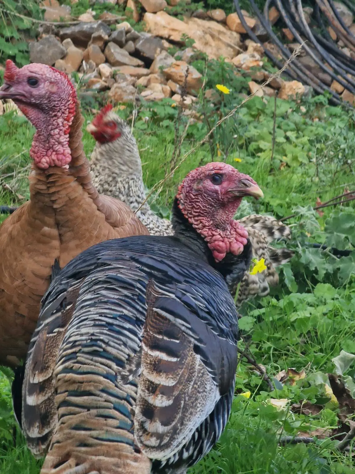 nature life in Crete - meet our turkeys in arevitis farm