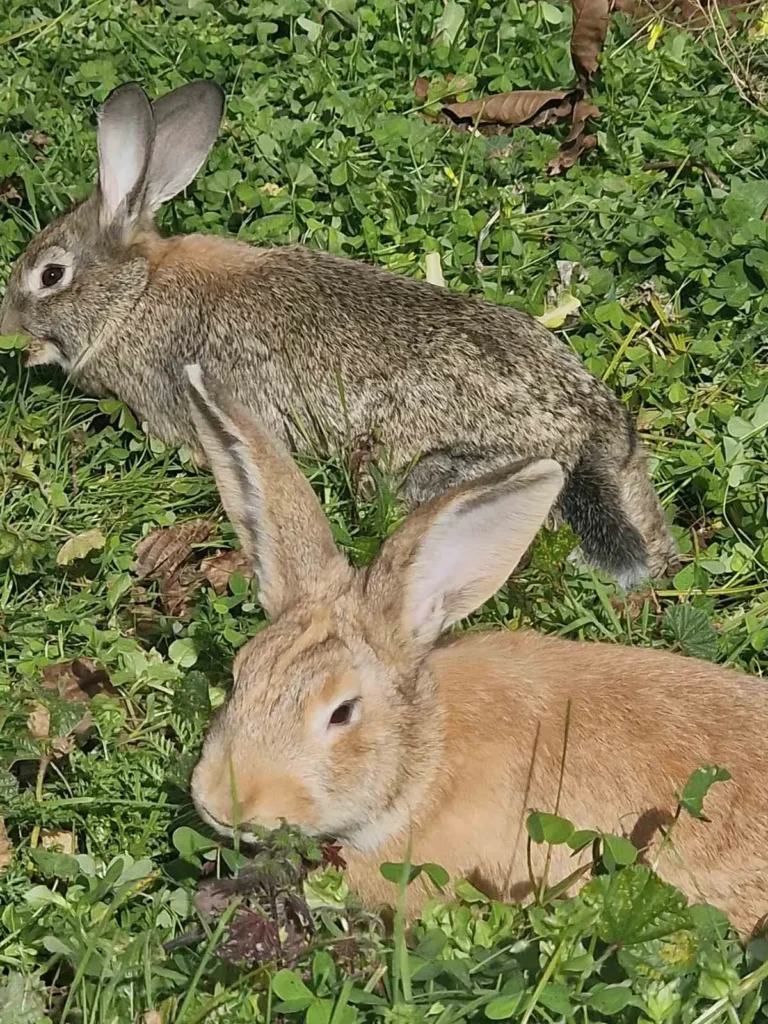 animals must see arevitis farm chania crete