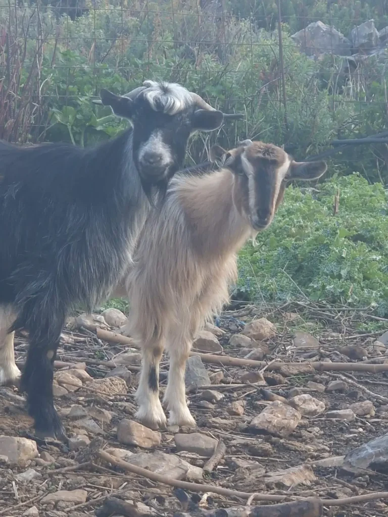 Farm animals - goats