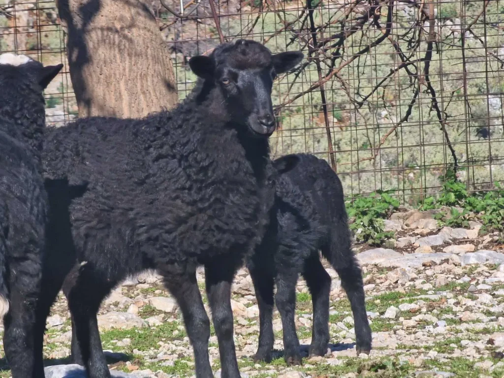 Arevitis Farm, traditional sheep farm in Vafes Apokoronas – agrotourism Chania Crete