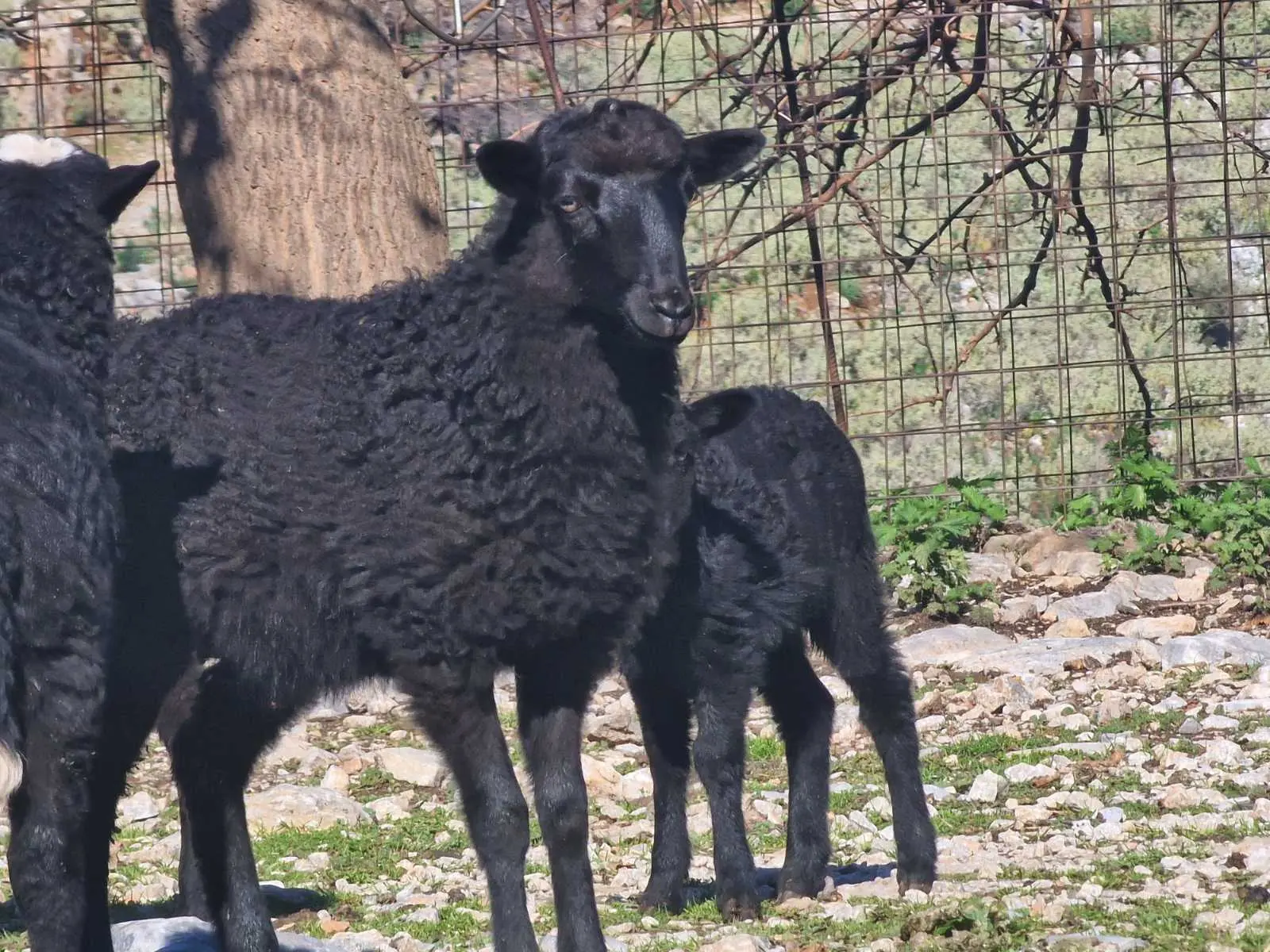 We love our black sheep in arevitis farm!