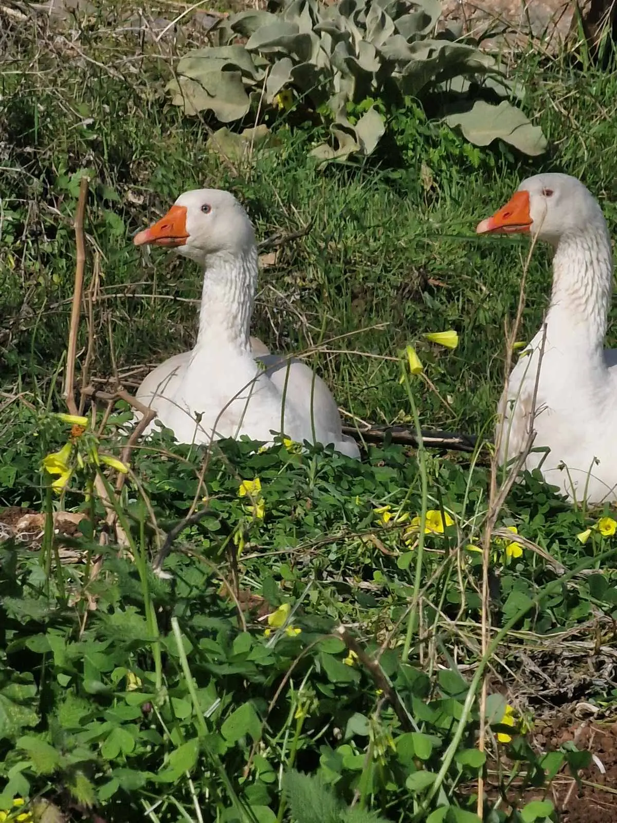 geese Arevitis farm - Meet them!