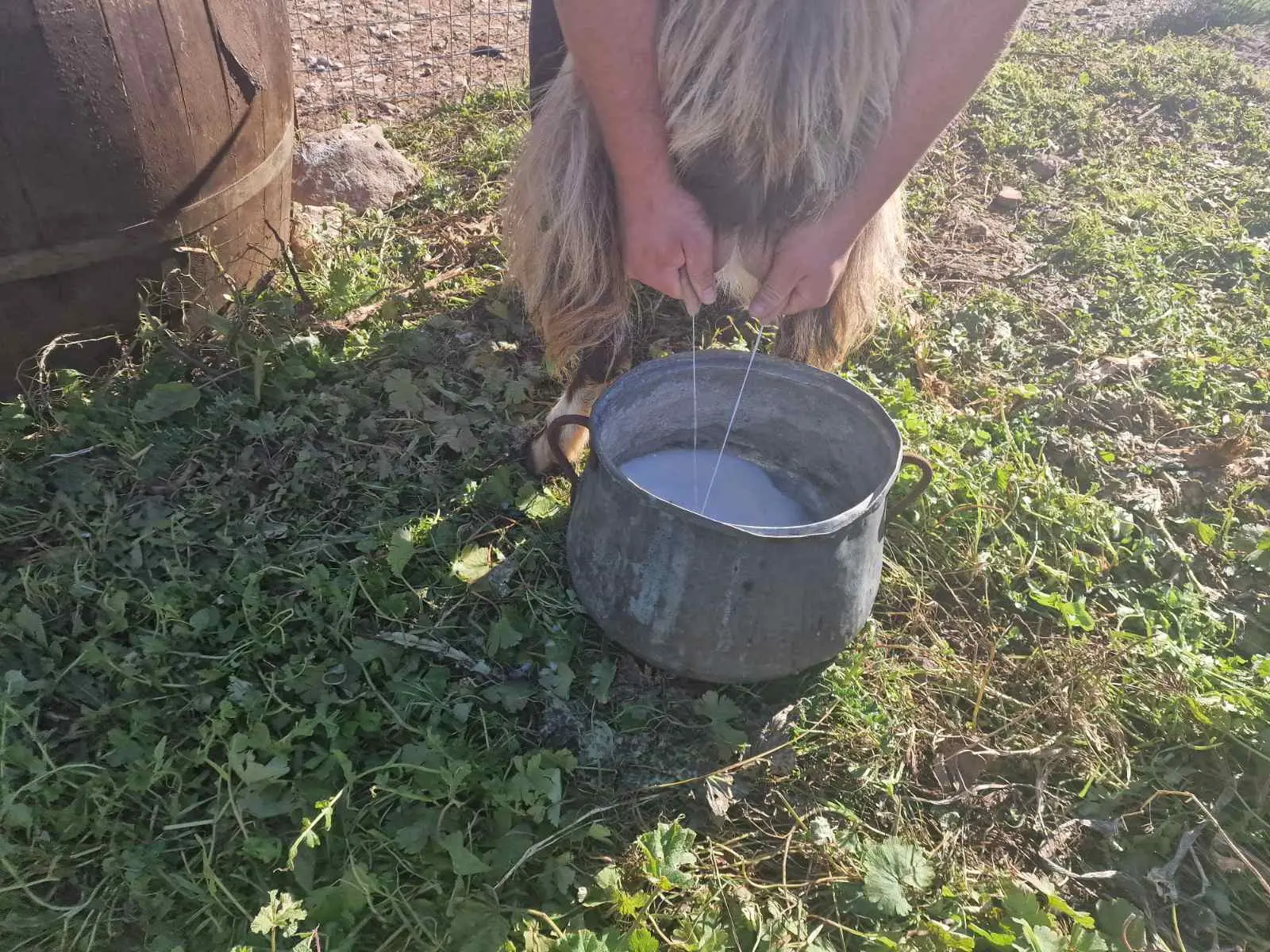 Milking our sheep in Arevitis Farm! Have you ever done this?