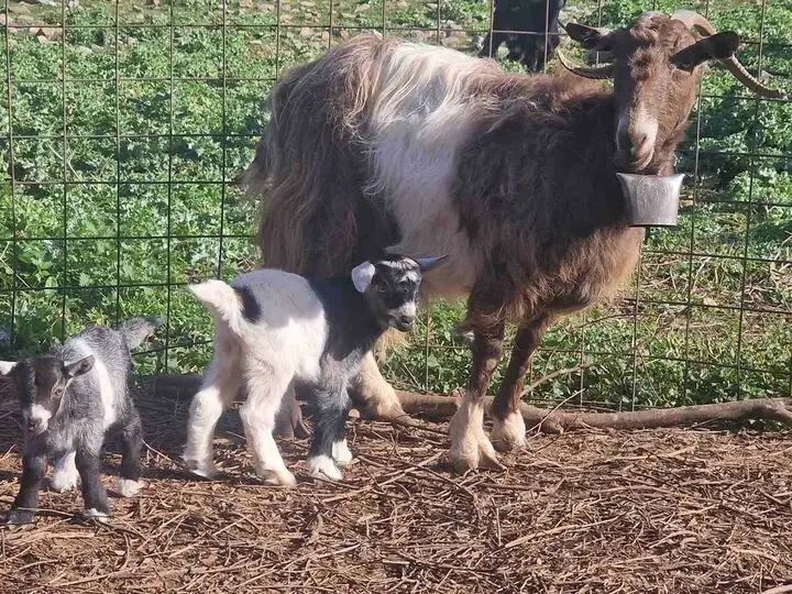 Our animals in Arevitis Farm! A mother and her child!