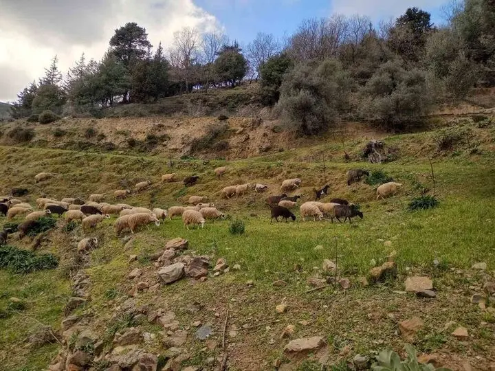 Φάρμα - Χανιά - αποκορωνας - κρητη