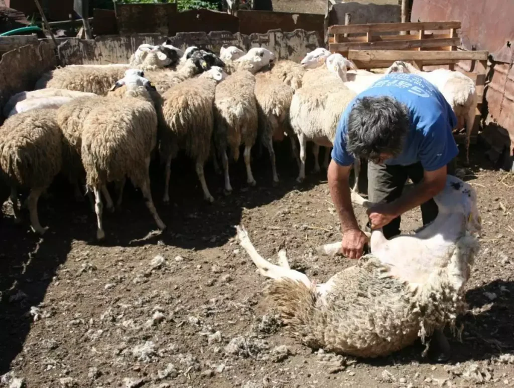 Traditional Cretan lifestyle with sheep shearing at Arevitis Farm, part of agrotourism Crete, experiential tourism, and visit a farm Chania