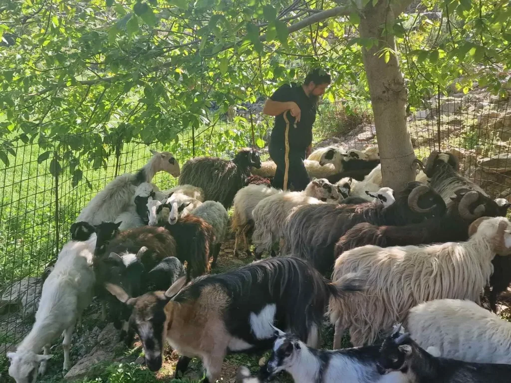 πρόβατα και ζώα φάρμας στη φάρμα Αρεβίτης- αποκόρωνας Χανιά