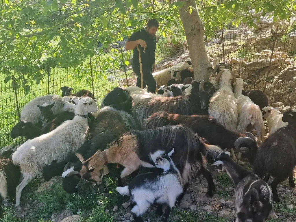 Agrotourism Chania experience at a traditional farm in Crete with goats, authentic Cretan life experience, activities for kids Chania, and Cretan cuisine experiences