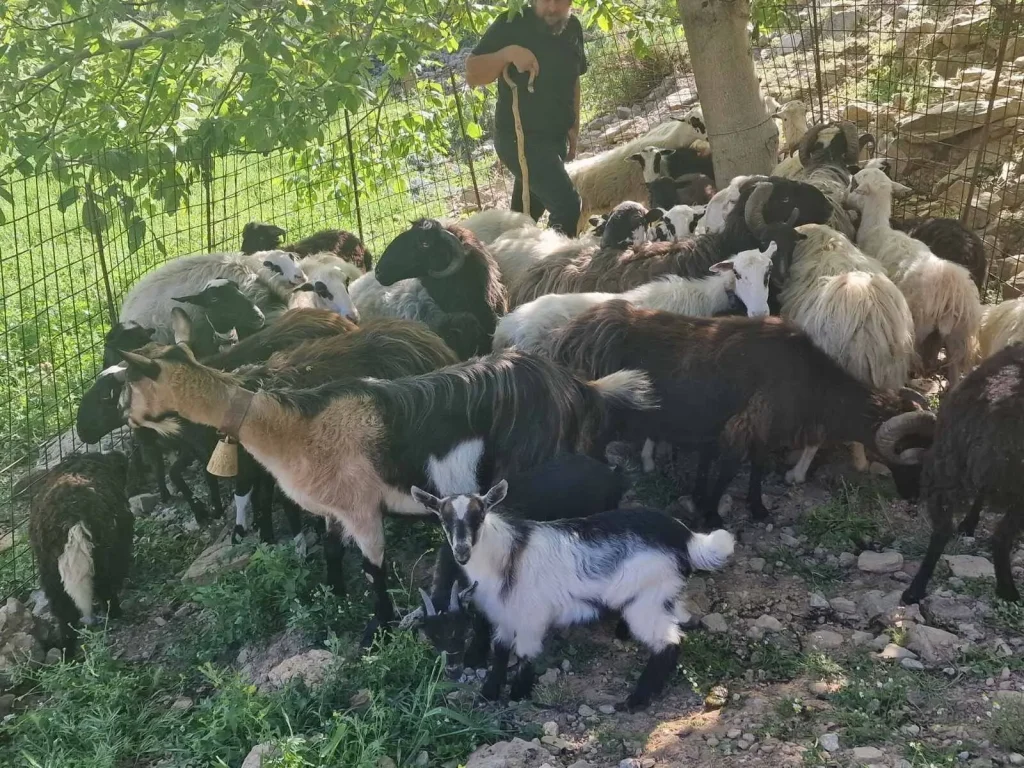 Arevitis Chania Farm- Sheep shearing