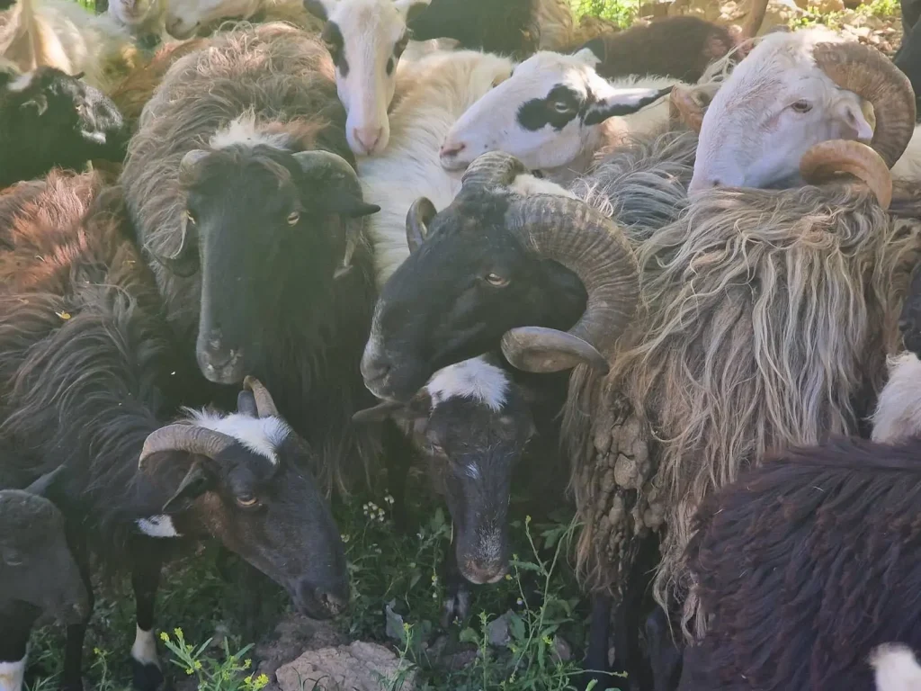 Sheep herd at a traditional farm Crete, part of organic products Crete, Cretan hospitality, agrotourism Chania, and visit places near Kavros