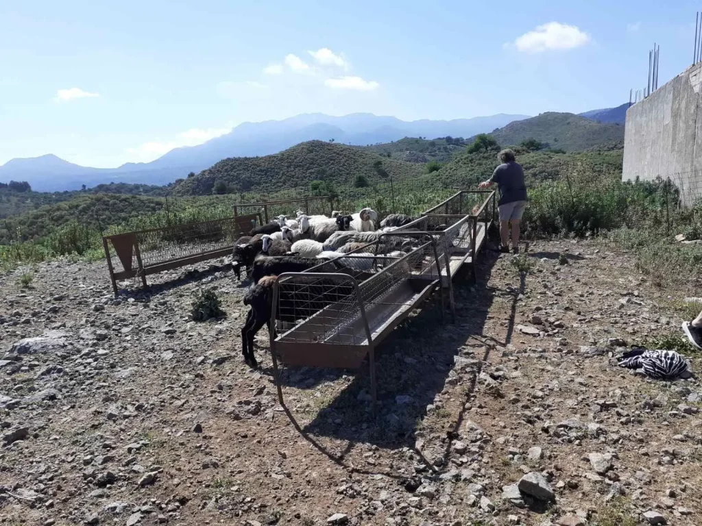 Farm to table Crete activity with goats, rural tourism Crete, visit places near Georgioupoli, traditional farm Crete, and authentic Cretan life experience