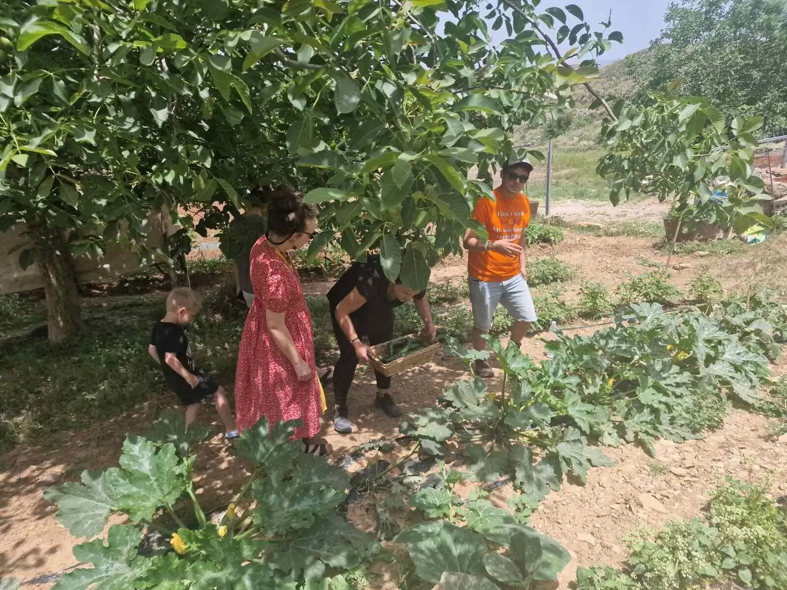 Farm in chania Arevitis.Collecting vegetables from ourorganic farm!