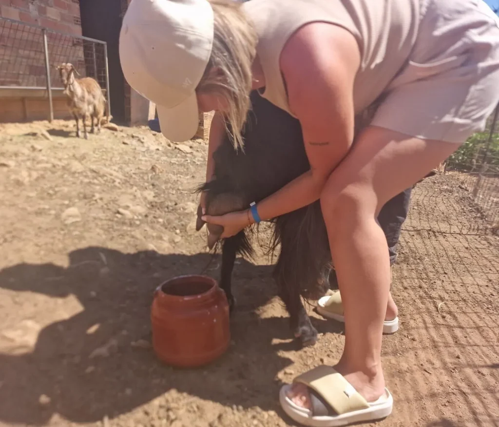 Visitors milking goats at Arevitis Farm in Chania, Crete – an authentic farm experience.