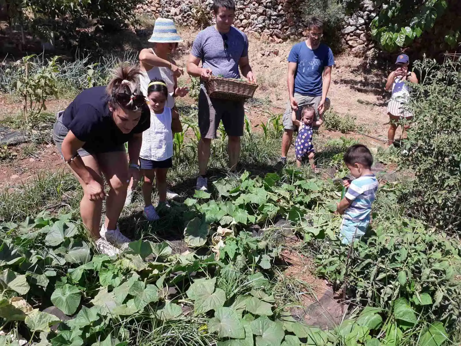 Visitors planting vegetables at Arevitis Farm in Chania, Crete.