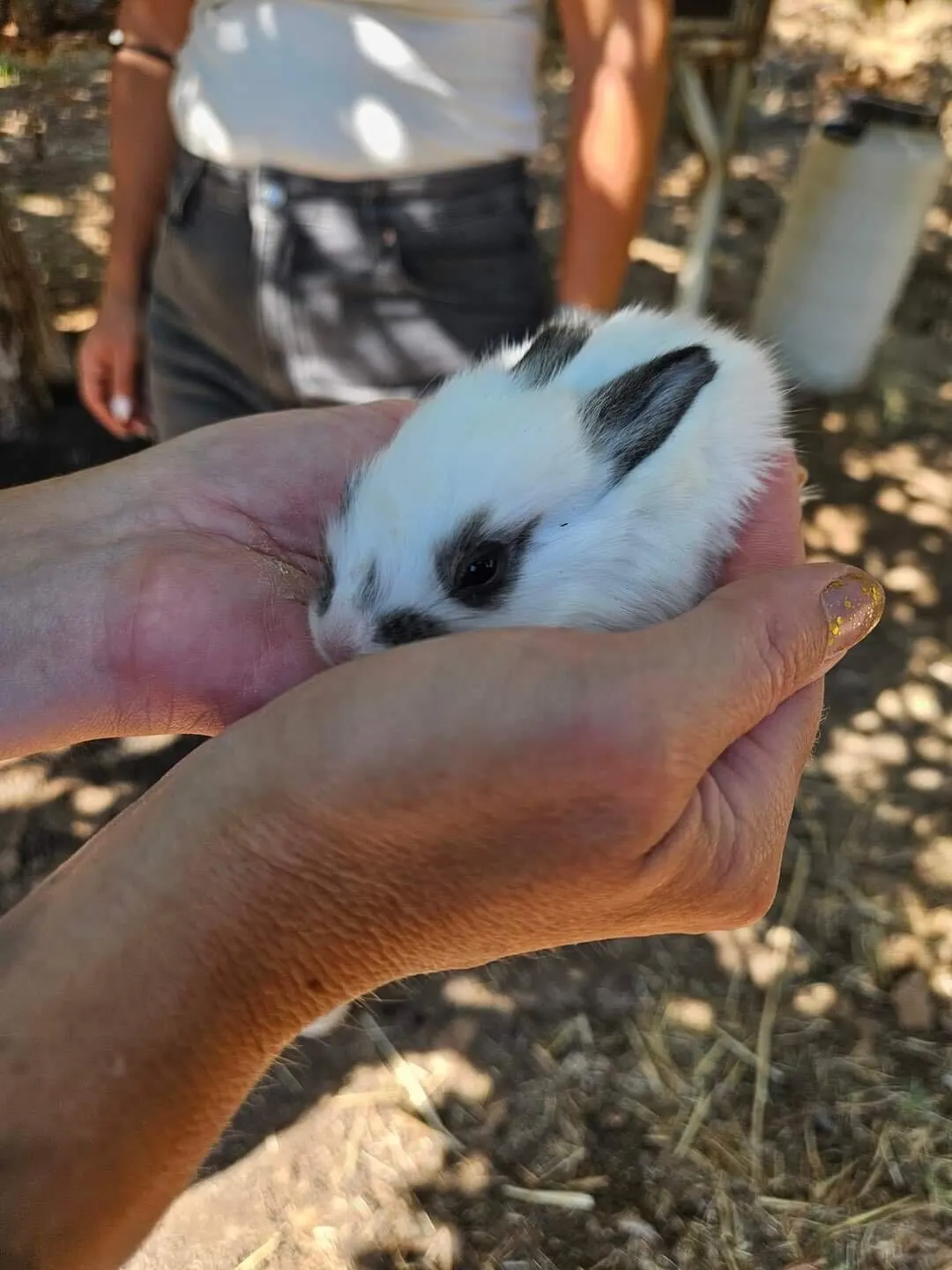 little cute rabbit in Arevitis Farm in chania. You can hug it!