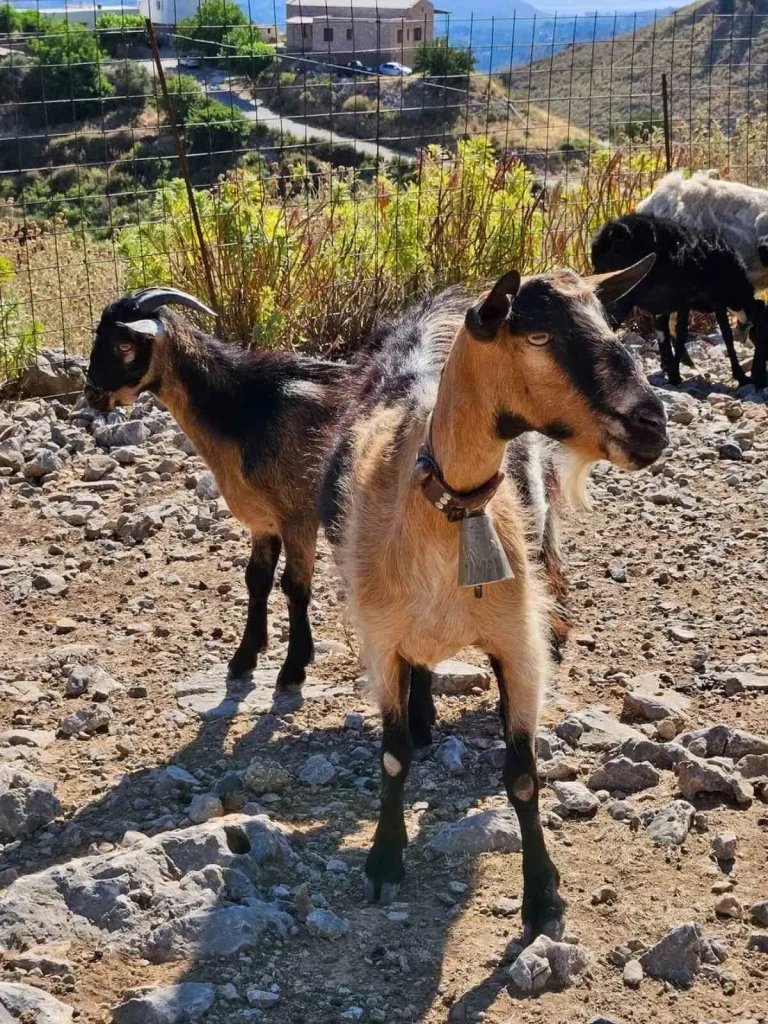 Goats in Arevitis Farm in Chania. Children can enjoy interacting with animals, running in the fresh air, and learning how nature and animals provide us with food.