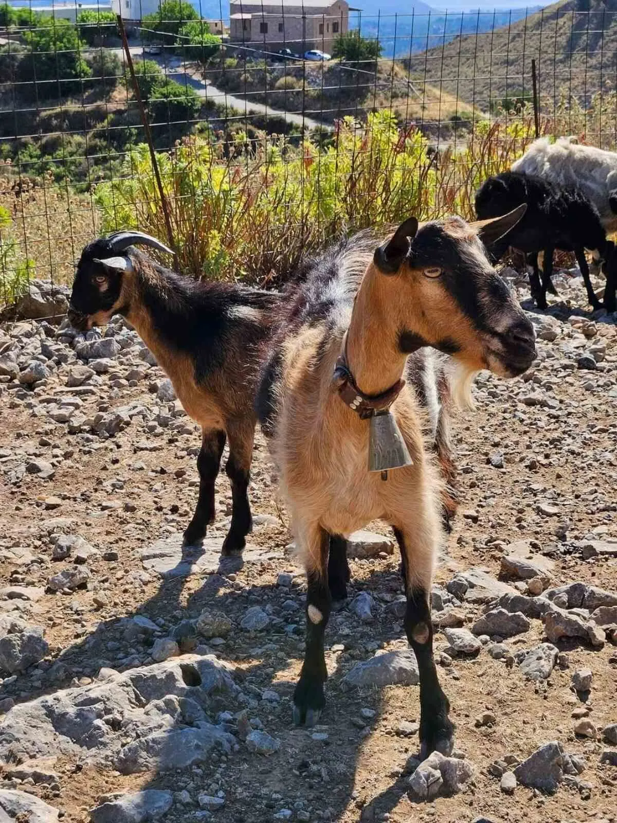 A sunny day with our goats in Arevitis Farm!