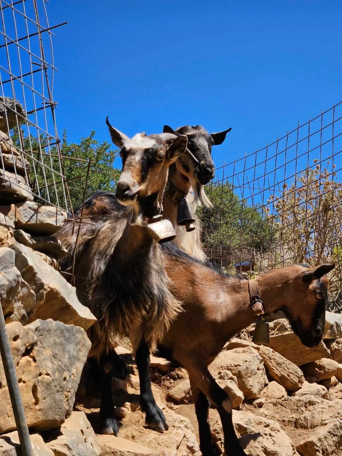 Cretan Goats in Arevitis Farm. Meet them in our farm!