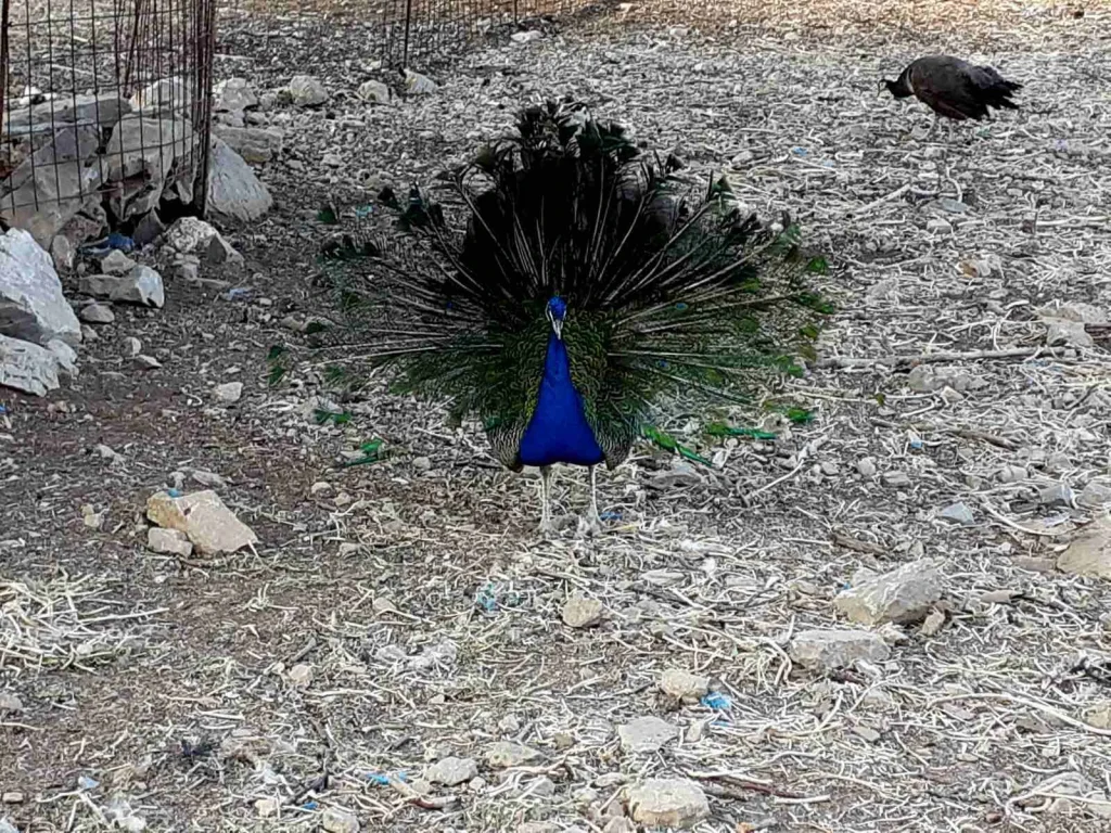 Farm animals - Peafowls