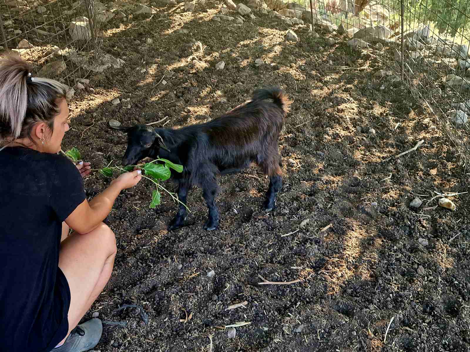 feeding goat at arevitis farm chania crete