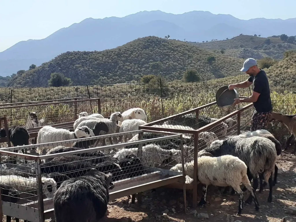 Animal farm Crete with feeding experience, visit places near Georgioupoli, experiential tourism Crete, nature activities Chania, agrotourism Chania