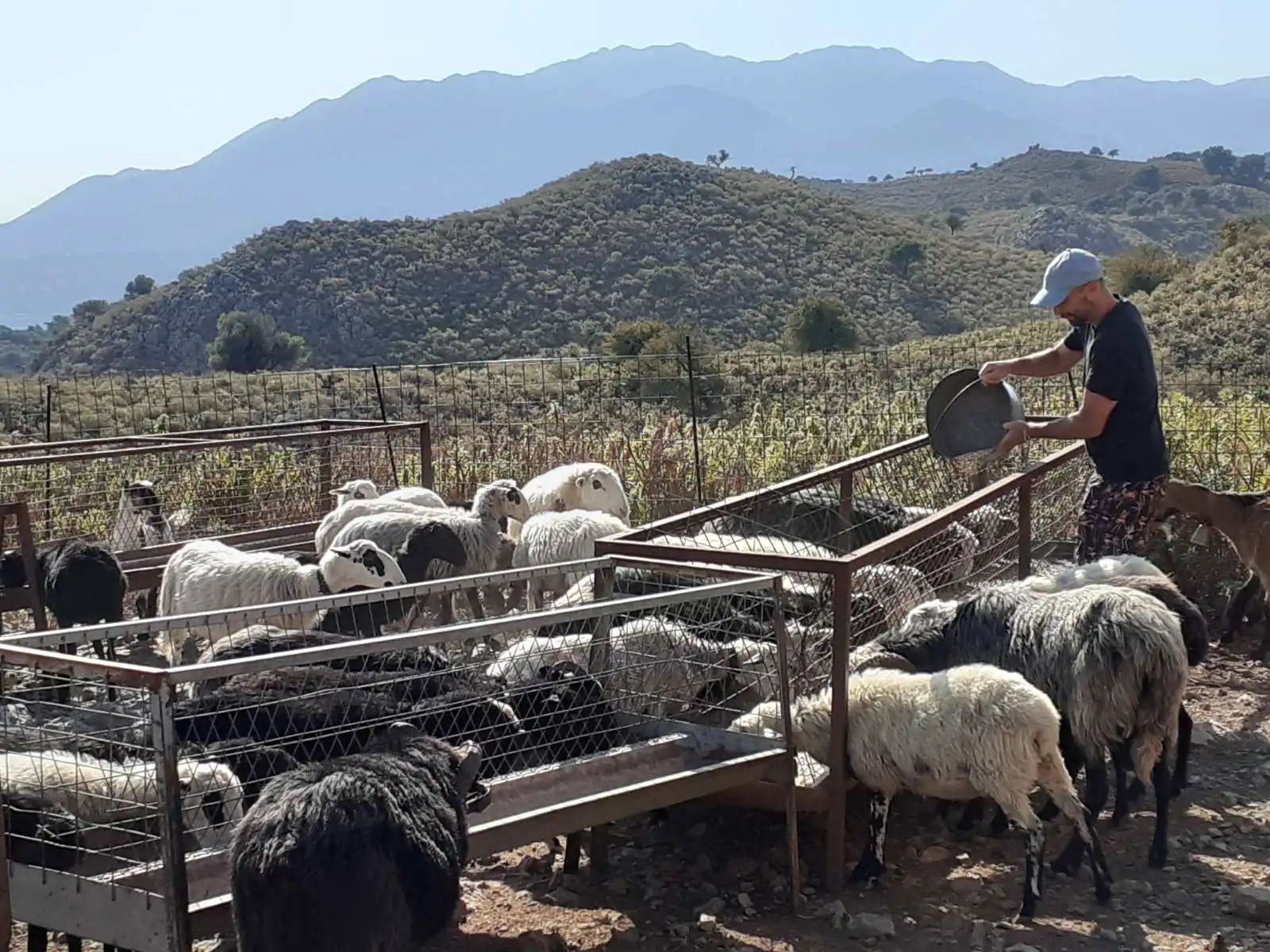 animal feeding to our farm in chania crete -arevitis farm