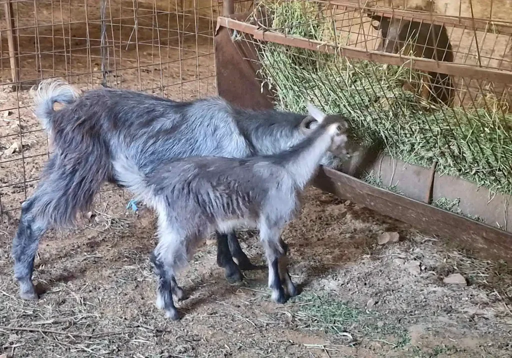 Visit a farm Chania with baby goats, activities for kids Chania, traditional Cretan lifestyle, animal farm Crete, and organic products Crete