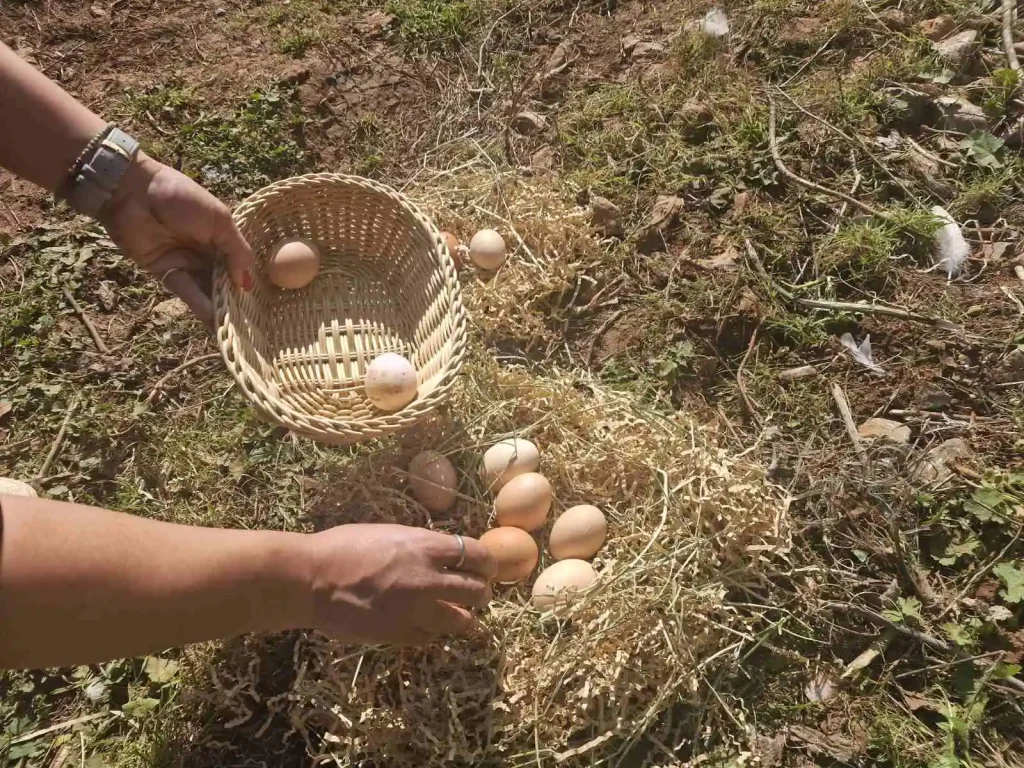 collect eggs arevitis farm chania crete