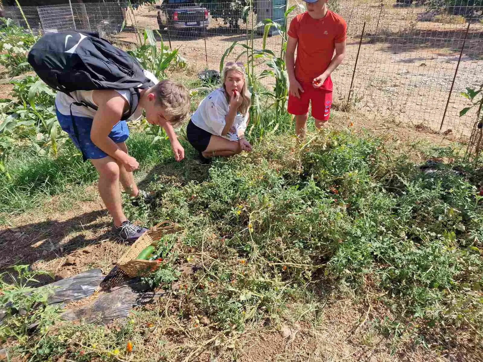 Visitors planting vegetables at Arevitis Farm in Chania, Crete.