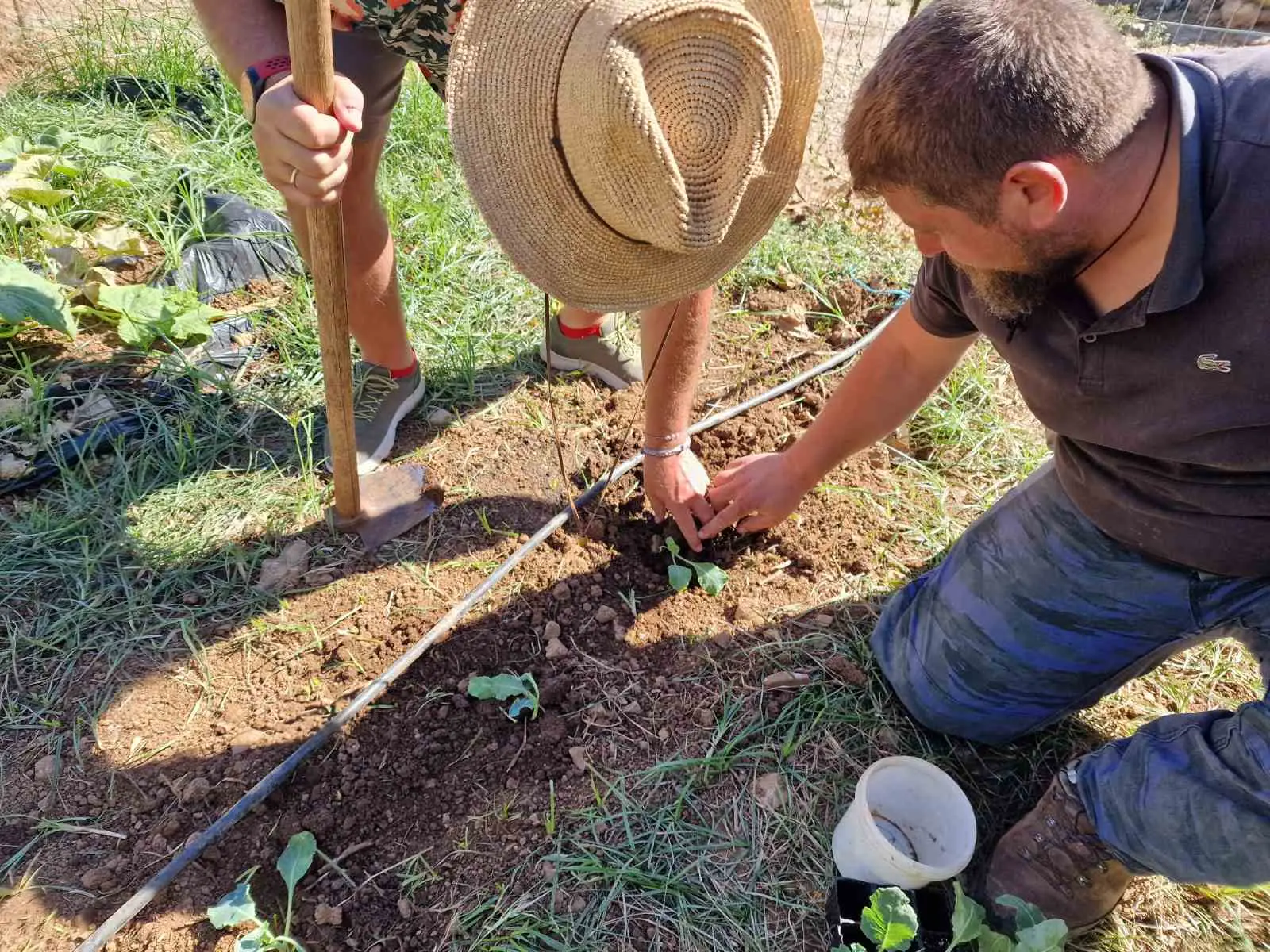 Planting Vegetables at Arevitis farm in Chania, Crete. Visitors planting vegetables-Agritourism experience