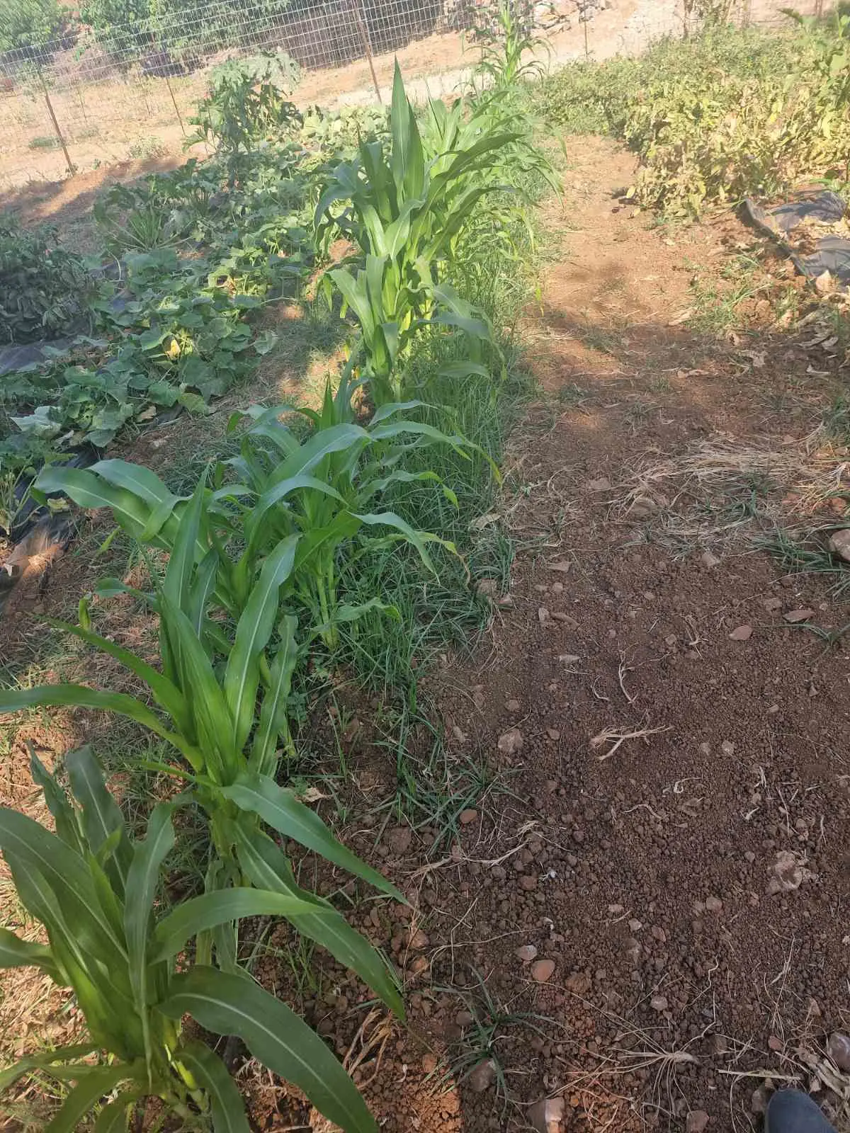 Sustainable vegetable farming at Arevitis Farm in Chania, Crete