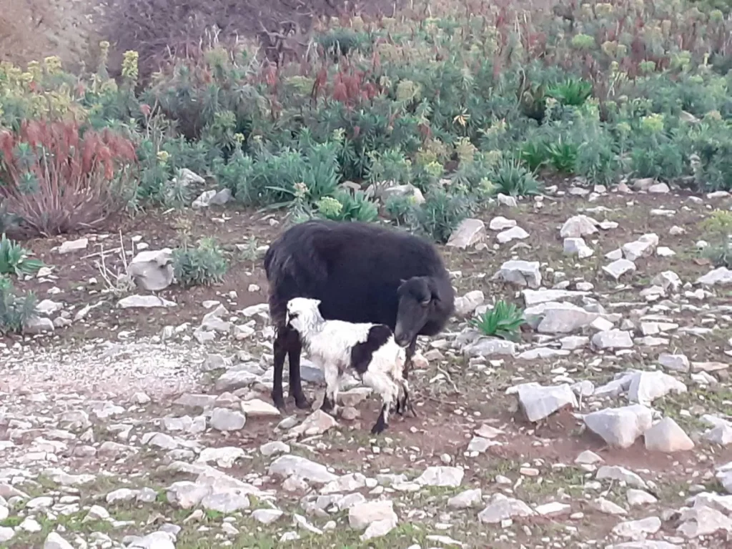 Traditional farm Crete with sheep and lamb, authentic Cretan life experience, rural tourism Crete, nature activities Chania, and visit Apokoronas