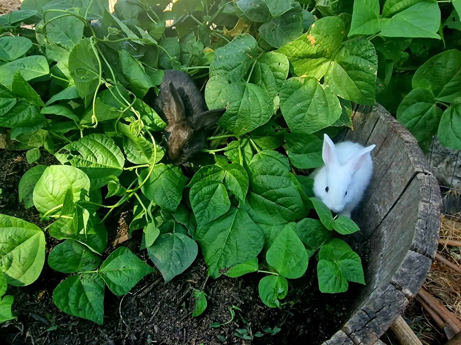 Organic vegetable garden at Arevitis Farm in Chania, Crete.