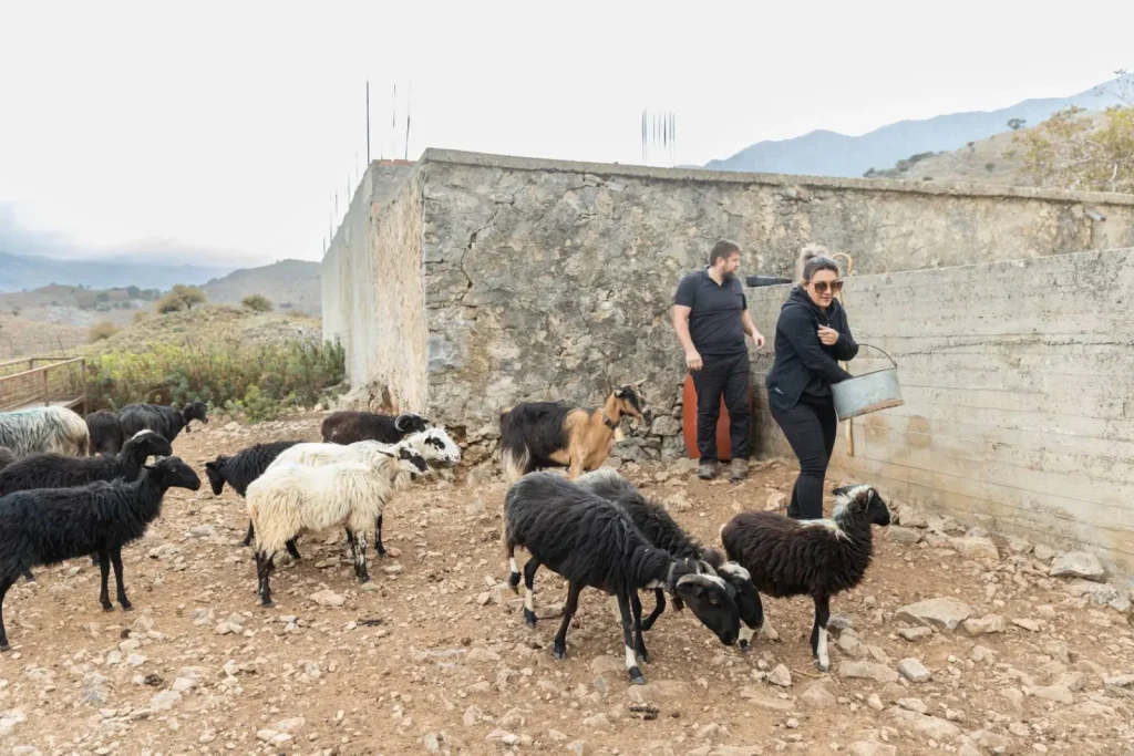 Traditional Cretan lifestyle with farm owners, authentic Cretan experiences, rural tourism Crete, visit place near Kavros, experiential tourism Crete