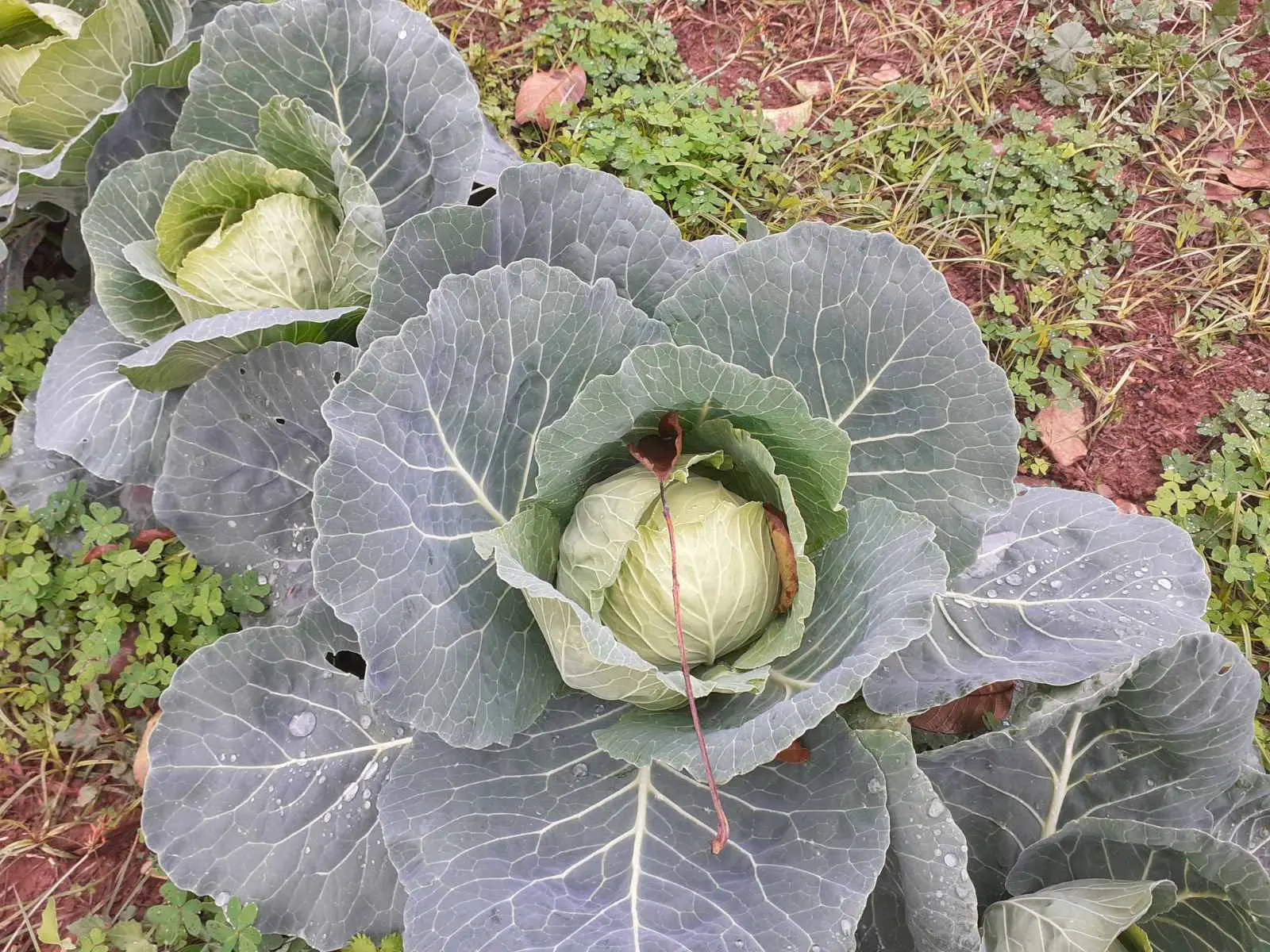 Planting Vegetables at Arevitis Farm in Chania, Crete – A Hands-On Agritourism Experience