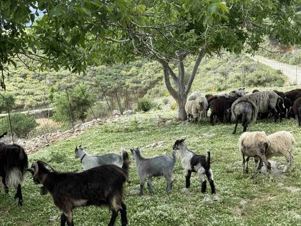 A group of goats and sheep grazing under a large tree at Arevitis Farm, with hills and fencing in the background.