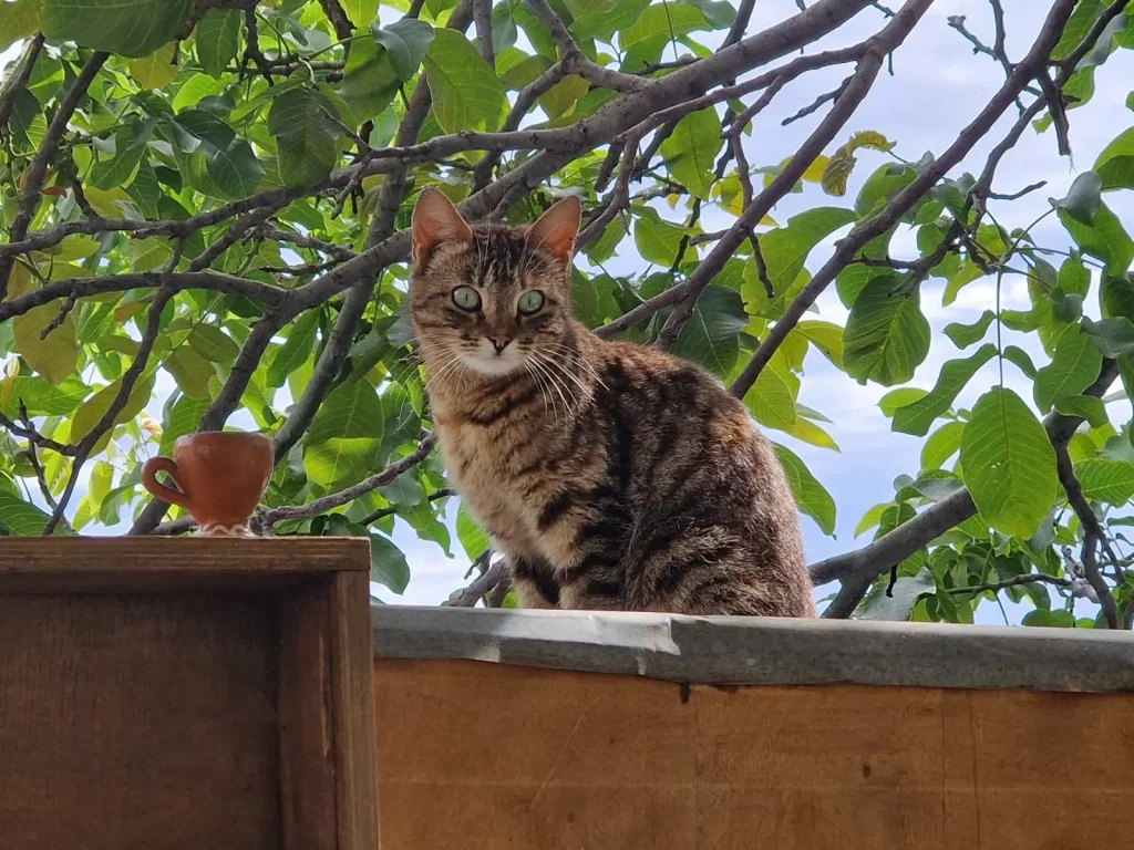 A tabby cat sitting on a wooden ledge next to a cup, surrounded by green leaves at Arevitis Farm.
