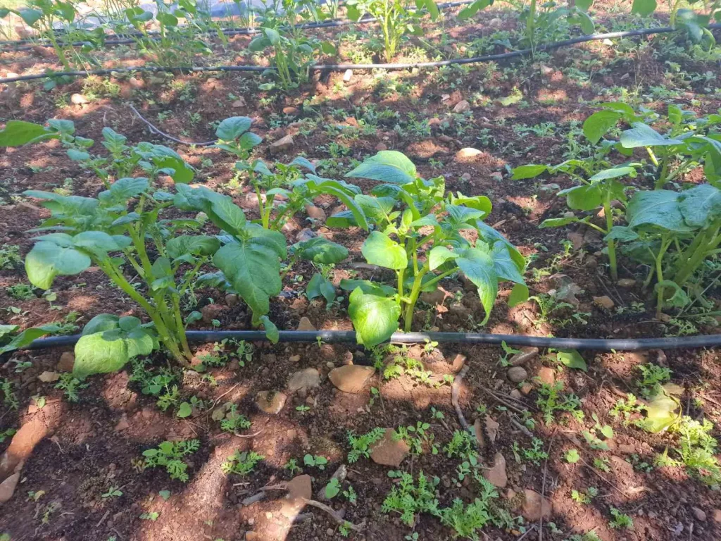 Young vegetable plants growing in rows with drip irrigation on a field at Arevitis Farm.