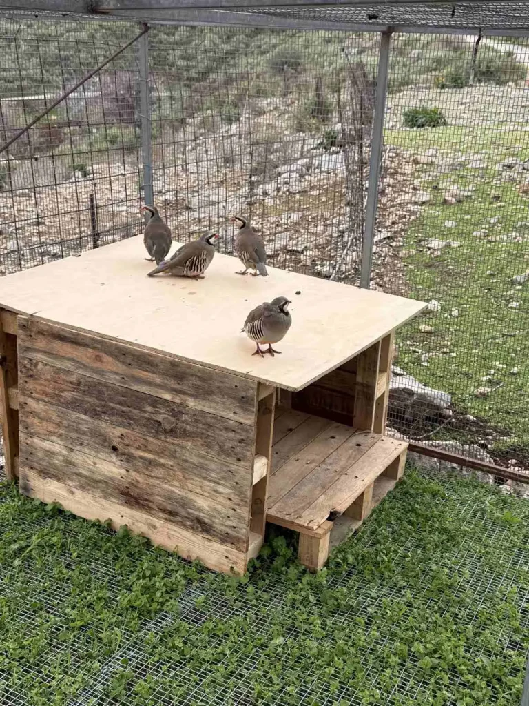 Group of partridges on a wooden coop inside an animal enclosure at Arevitis Farm in Crete.