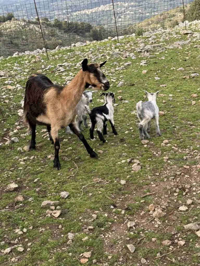 A mother goat with three playful kids walking on a rocky hillside at Arevitis Farm in Crete.